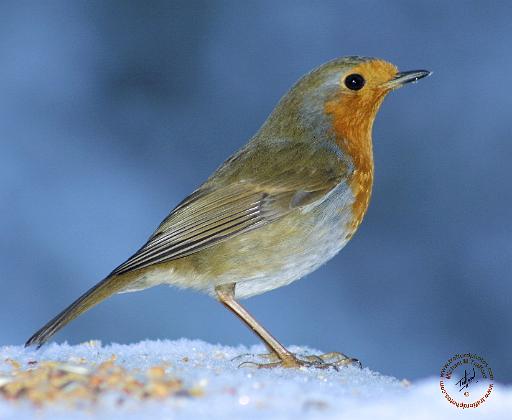 Robin 8M081D-04.JPG